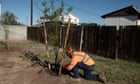 ‘We need more shade’: US’s hottest city turns to trees to cool those most in need