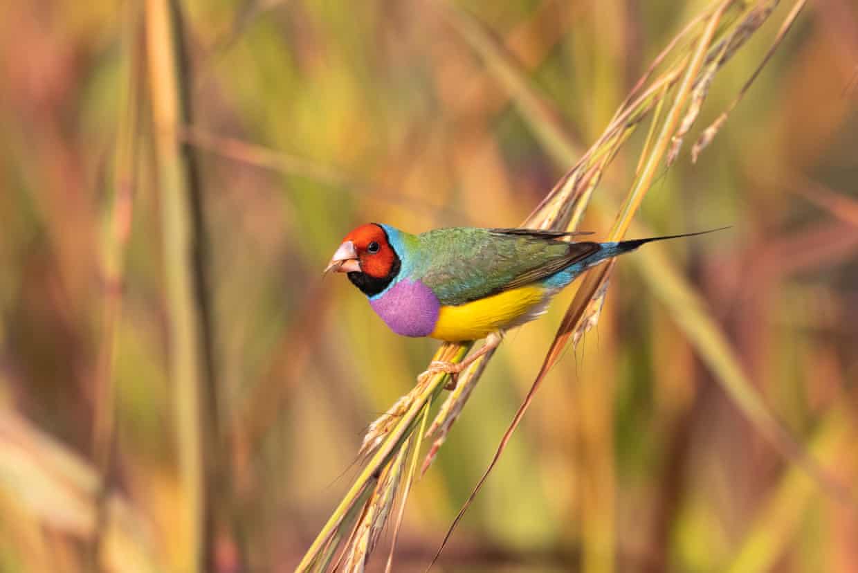 Tanya Plibersek approves habitat clearing in Darwin despite risk to endangered bird Tanya Plibersek approves habitat clearing in Darwin despite risk to endangered bird