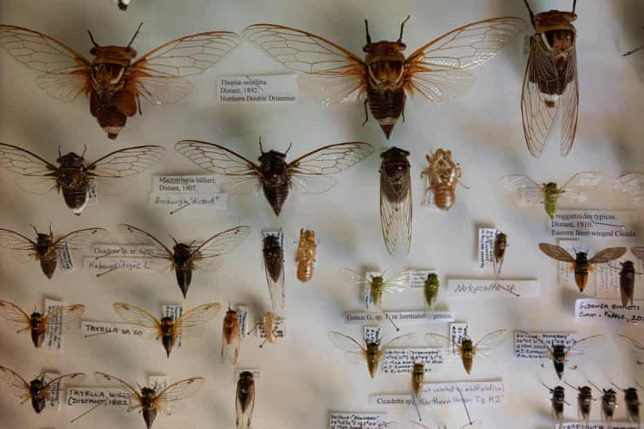 Cicada specimens