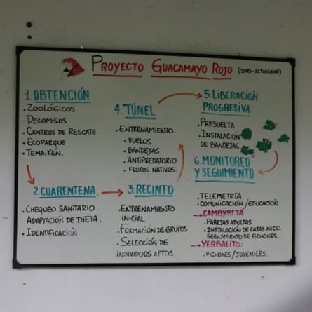 Whiteboard with picture of red macaw and detailed flowchart