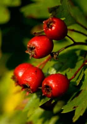 Of significant value to many birds, haws are also drupes and to some, taste a little like avocado.