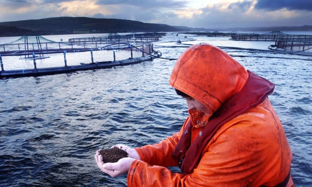 A salmon farmer with a handful of fish feed in Loch Fyne, Scotland.