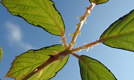 Thorns on bramble