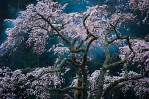 Cherry blossom in Minobu, Yamanashi, Japan