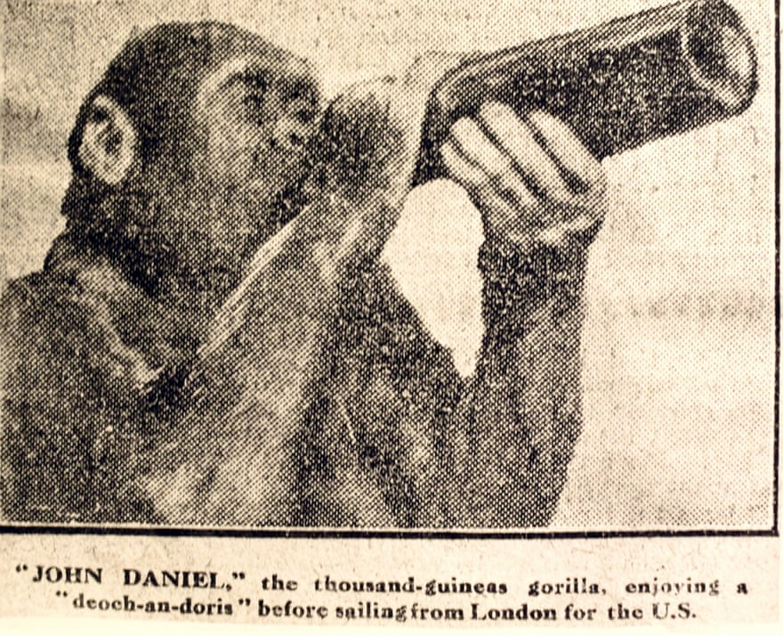 The Almost Human Gorilla Who Drank Tea And Went To School Uk News The Guardian The Almost Human Gorilla Who Drank Tea And Went To School Uk News The Guardian