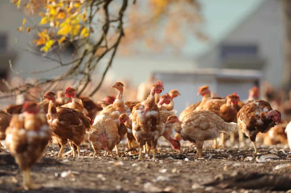 Hühner streifen in einem Außengehege einer Hühnerfarm in Vielle-Soubiran, Südwestfrankreich.
