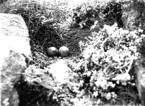 Eggs on Sanna island, 1920s, by MEM Donaldson