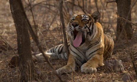 Machali, from whom around half the tigers in Ranthambore are descended.