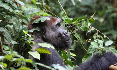 Researchers now estimate that there are more than 360,000 western lowland gorillas in the wild, approximately one third higher than earlier figures. 