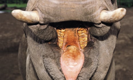 The teeth and tongue of an African elephant.