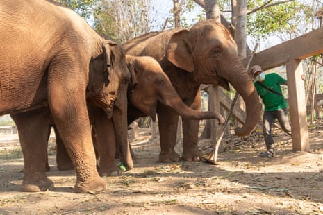 A keeper ducks under a large barrier where three elephants are standing