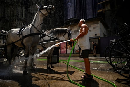 A man uses a hosepipe to shower two horses in the centre of Vienna