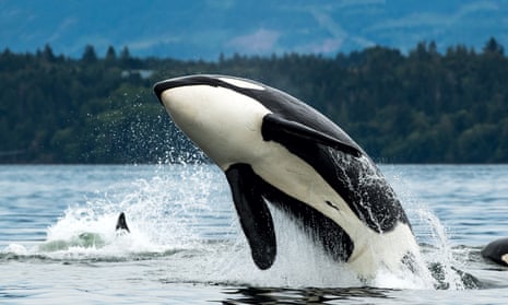 A Bigg's orca jumping out of the sea in Vancouver Island, Canada.