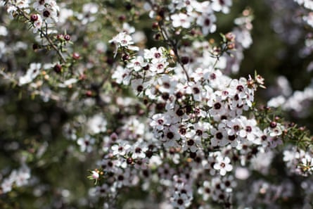 The manuka flower, which attracts bees and beekeepers