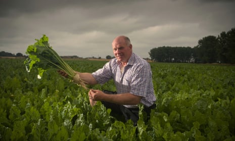 Sugar beet farmer Ed Lankfer inspecting his crop in Wereham, Norfolk.