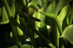 The viperine water snake