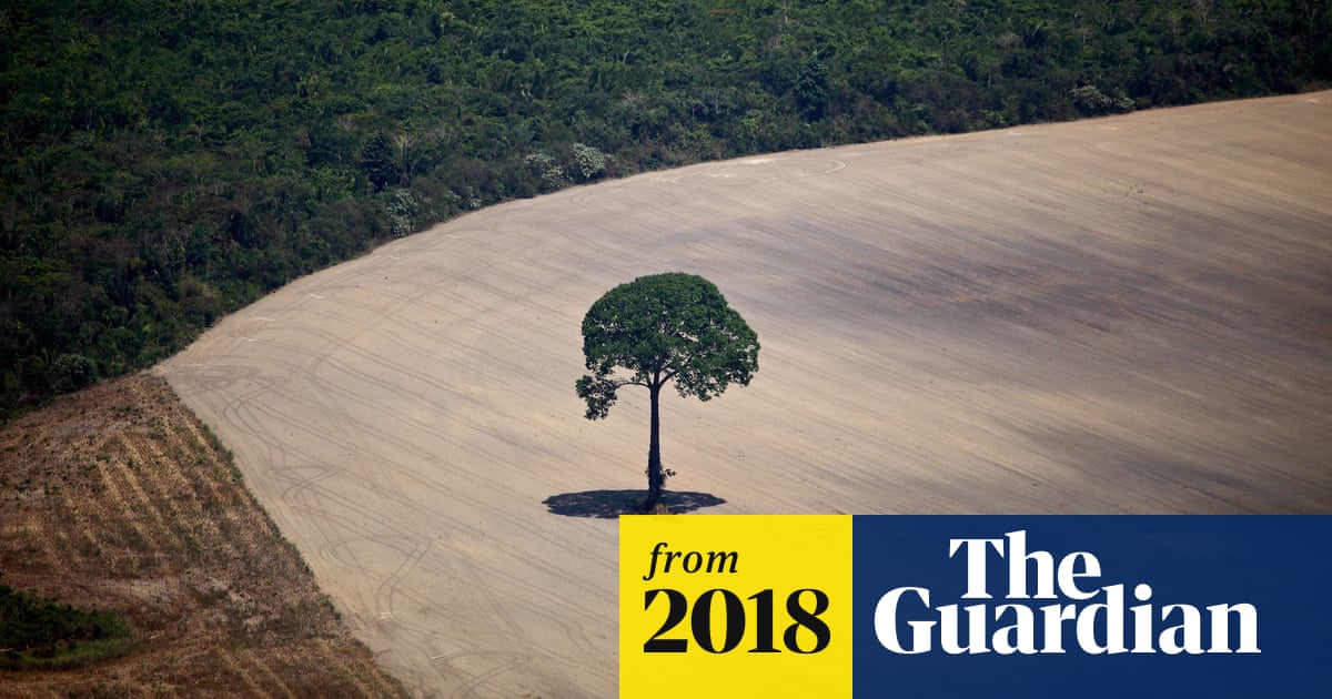 One football pitch of forest lost every second in 2017, data reveals