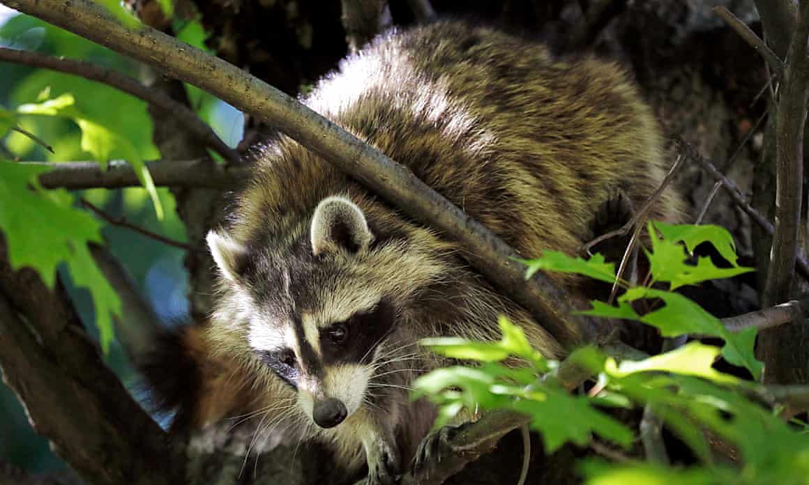 A fellow New York raccoon.