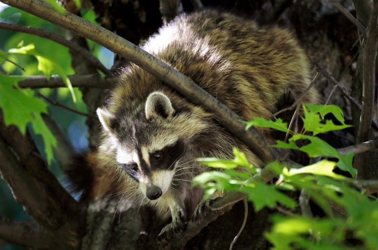 Mayhem at New York airport after raccoon falls through ceiling: ‘The most LaGuardia thing’ Mayhem at New York airport after raccoon falls through ceiling: ‘The most LaGuardia thing’