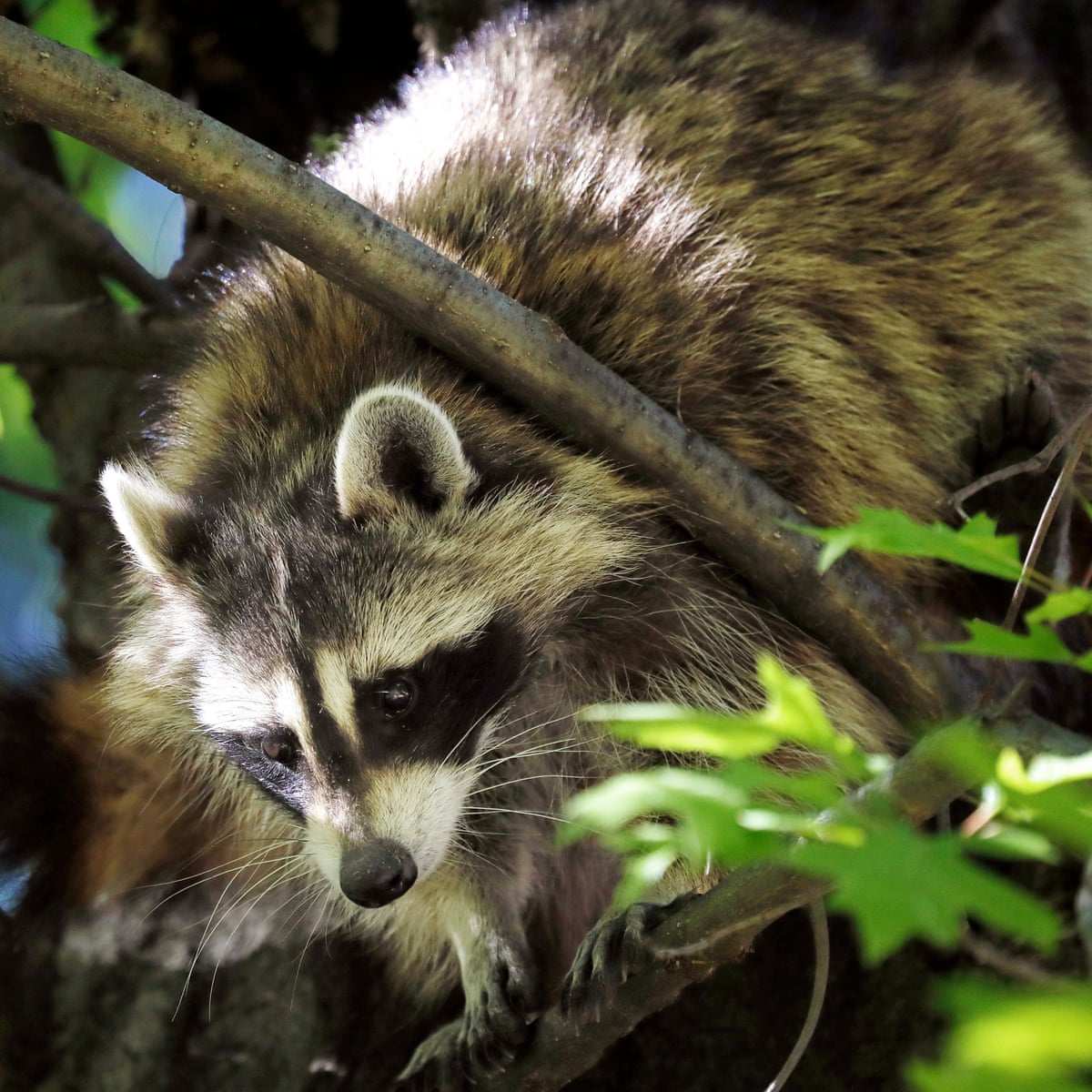 Rescuer of bar-going raccoon arrested for unlawful possession of furbearer  | Animals | The Guardian