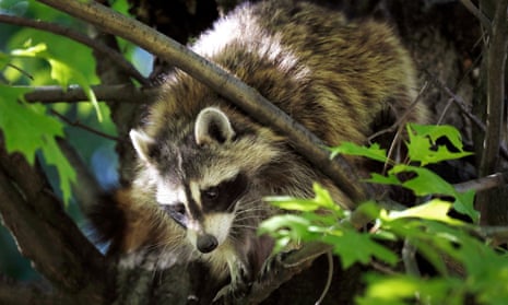 It’s illegal to keep a raccoon as a pet in North Dakota. 