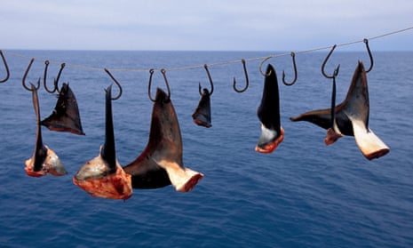 Little is taken to prevent shark finning in the Pacific Ocean.