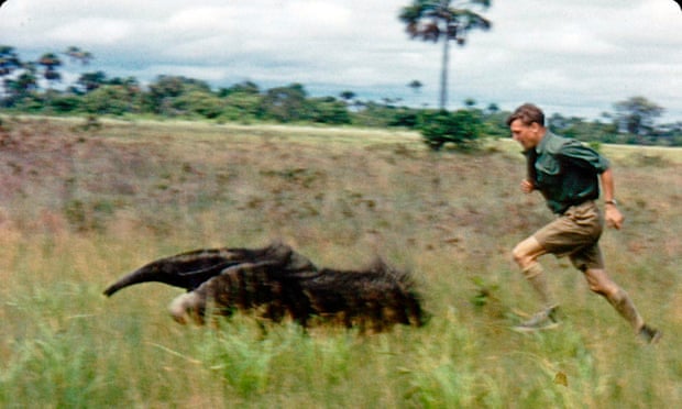 David Attenborough chasing a giant anteater in Guyana in 1955, filming Zoo Quest.
