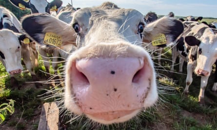 Close-up of a cow on UK farm