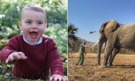Prince Louis (left) taken by his mother, the Duchess of Cambridge, and a wildlife photograph by Prince Harry.