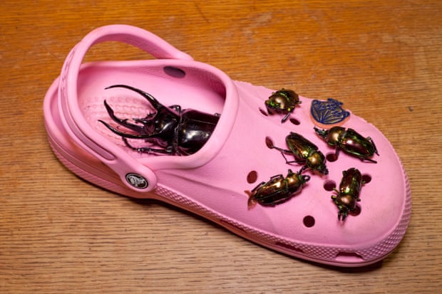 Beetles on a Croc shoe
