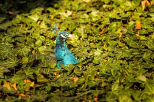 Um pavão verde no Royal Baths Park em Varsóvia, Polônia
