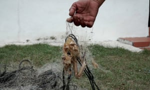 A long-dead crab in Din’s nets