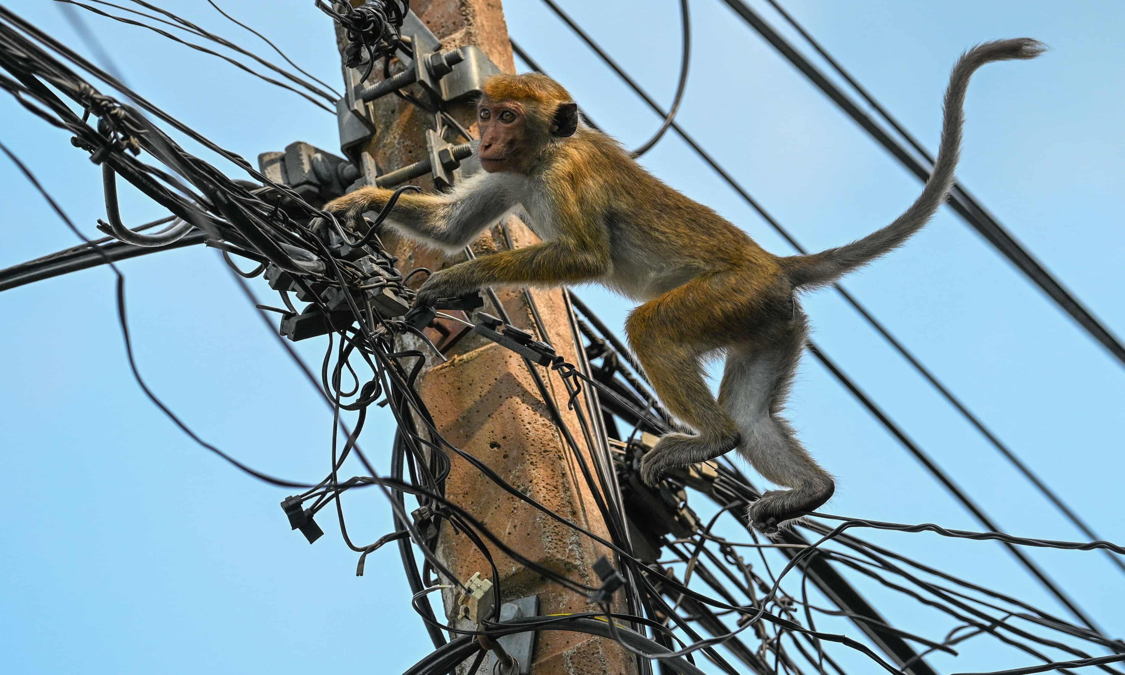 ‘Total chaos’: Monkey blamed for nationwide power cut in Sri Lanka (theguardian.com)