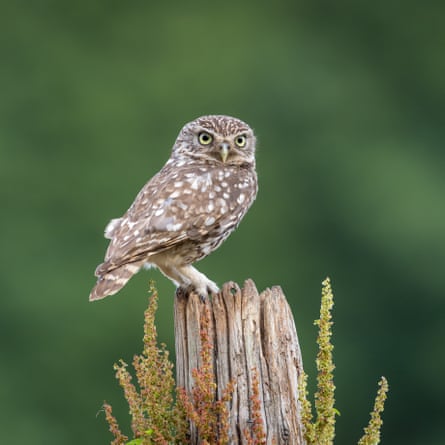 Little Owl perched on a tree trunk – taken in the wild from a hide, UK.