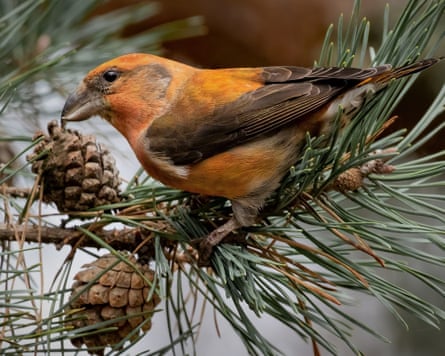 Common crossbill.