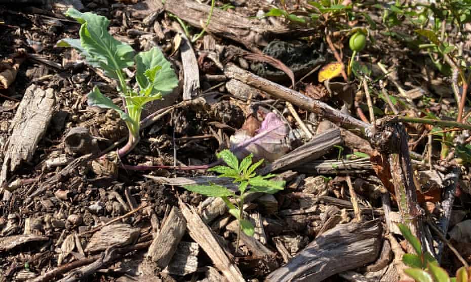 Cannabis plants have been found growing in the grounds of New Zealand’s parliament after an anti-Covid mandate protest.