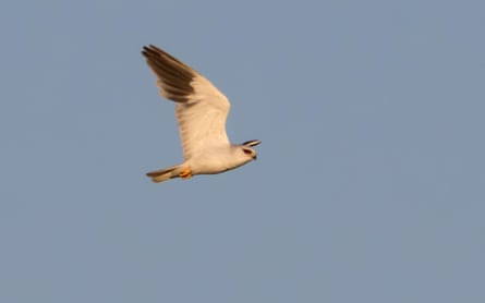 A white bird with black-tipped wings in flight.