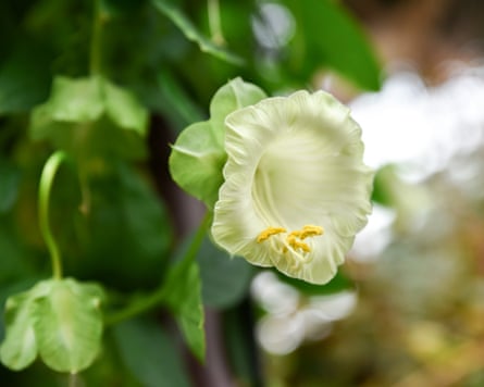 A beautiful white Cobaea scandens plant with large bell-shaped flowers climbing on a support in a Singapore garden