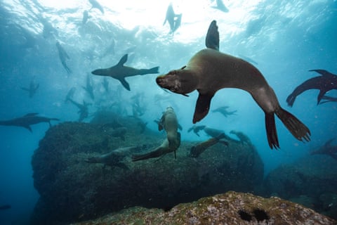 ‘There’s biological treasure here’: Chile’s endemic seals gain protection with new marine park ‘There’s biological treasure here’: Chile’s endemic seals gain protection with new marine park