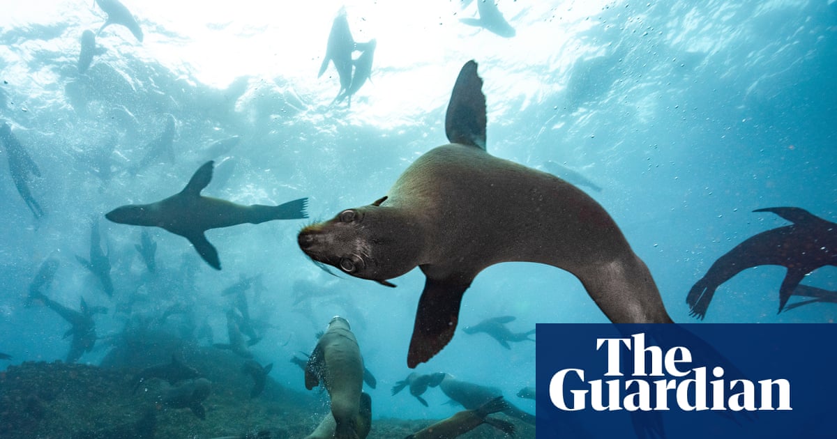 ‘There’s biological treasure here’: Chile’s endemic seals gain protection with new marine park