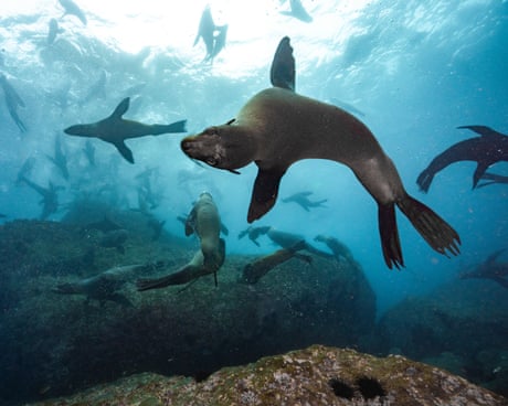 ‘There’s biological treasure here’: Chile’s endemic seals gain protection with new marine park