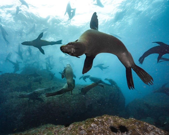 ‘There’s biological treasure here’: Chile’s endemic seals gain protection with new marine park