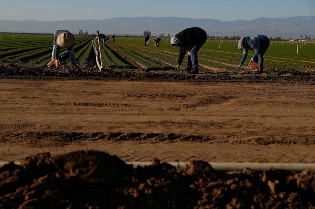 Agricultural workers stand hunched over over in field of carrot. Piles in the foreground of upside down dirt.