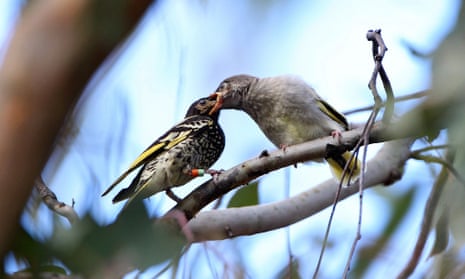 The Hunter is the only known breeding site in the state for the endangered regent honeyeater.