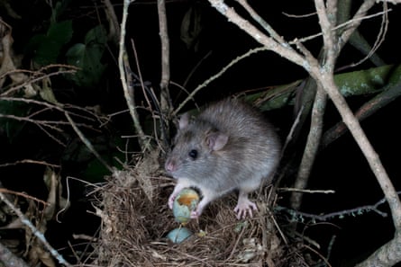 A black rat eats a blackbird’s egg from a nest in New Zealand