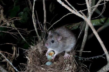 A black mouse eats a blackbird egg from its nest in New Zealand