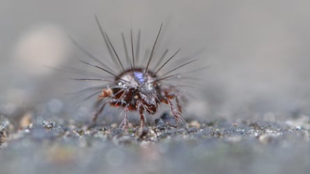 A close-up of a hellraiser mite