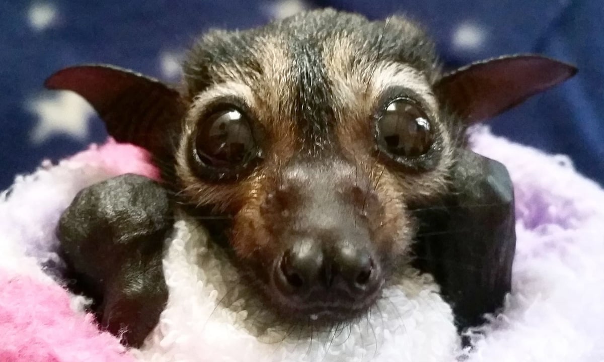 Digusting Flying Fox Spectacled Flying Fox
