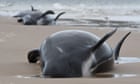 More than 450 whales stranded in Tasmania in one of world's largest recorded stranding events