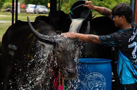 An owner waters his buffalo to keep them cool in Chonburi city, Thailand.